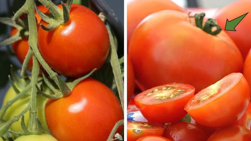Roma and Celebrity tomato varieties belong to the robust determinate garden tomato category