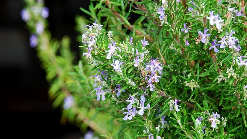 You can consider Rosemary as a good companion plant for sage as they both belong to the same family and are drought-tolerant