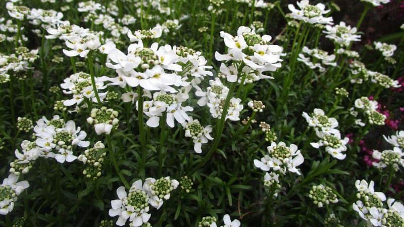 30 Greatest Trees, Shrubs, and Plants With White Flowers 14