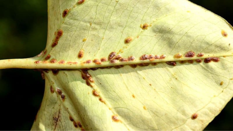 Scale insects, more commonly known as cottony maple scale, are commonly found feeding on the dogwood tree's leaves