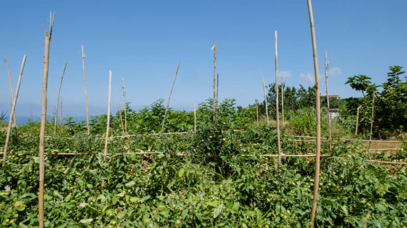 Staking indeterminate tomatoes is an excellent method to keep your plants upright