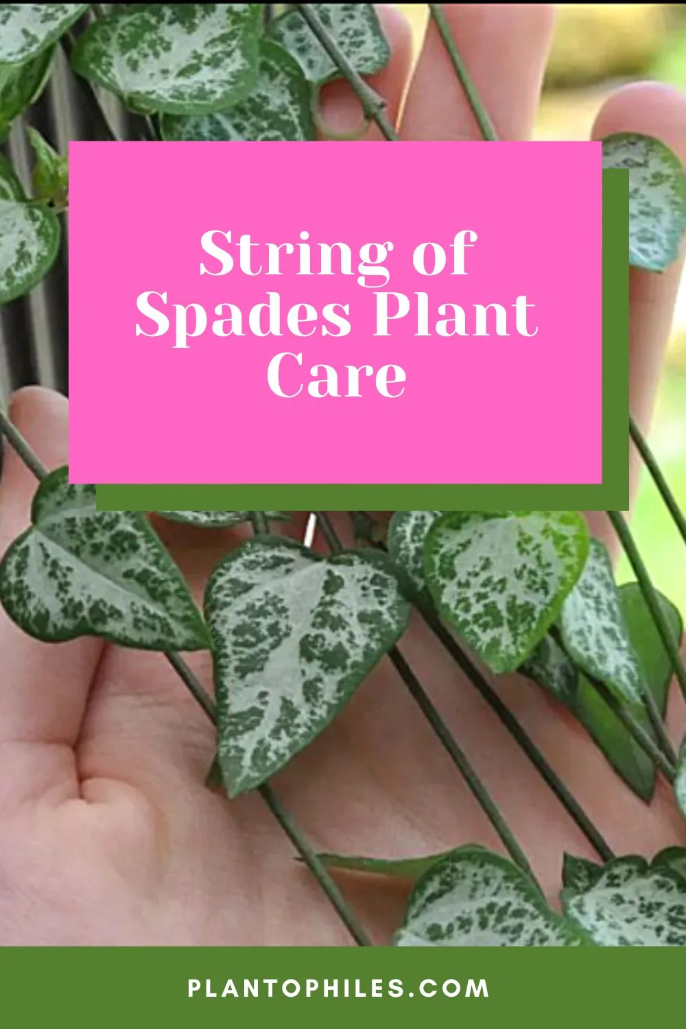 String of Spades Plant Care