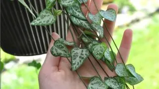 String of Spades Plant Care