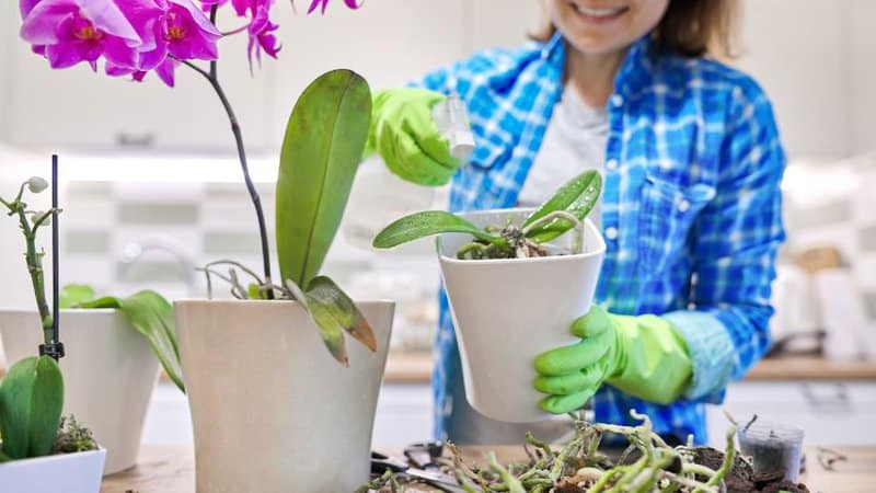 #1 Best Guide On How To Repot Orchids 5