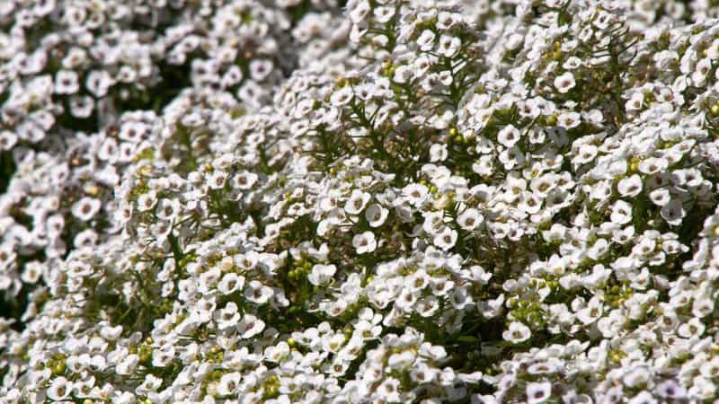30 Greatest Trees, Shrubs, and Plants With White Flowers 20
