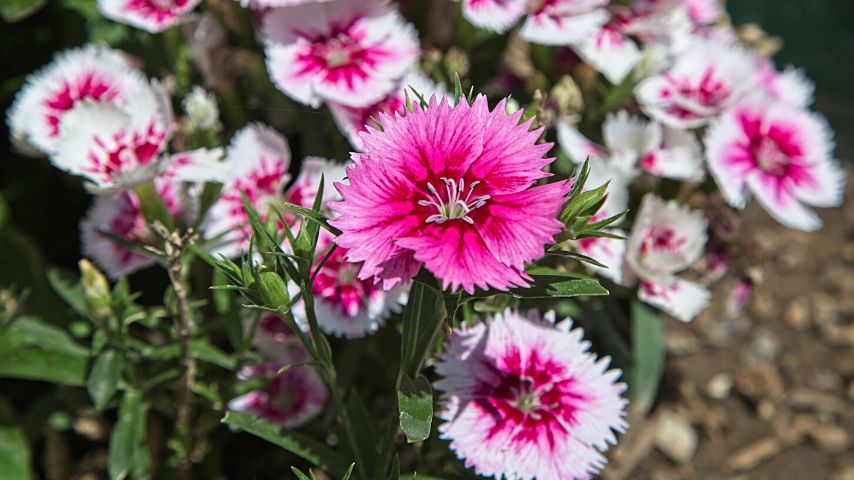 Sweet William is one of the best companion plants for sage as they both have the same growing requirements, as well as the height they can reach