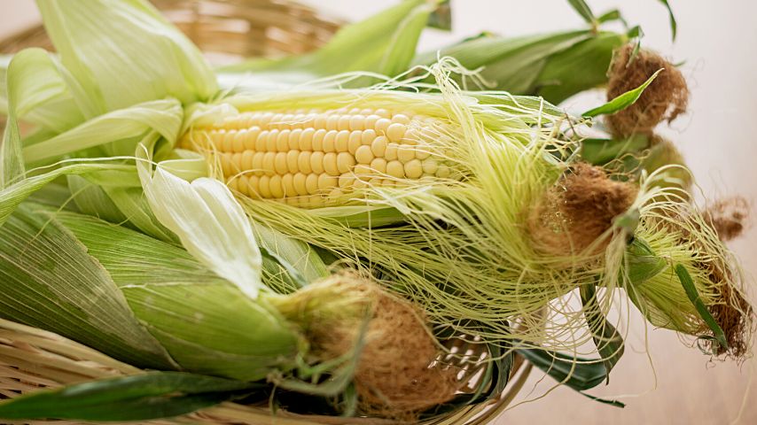 Sweet corn provide good wind insulation when you plant them in rows, making them one of the best companion plants for mint