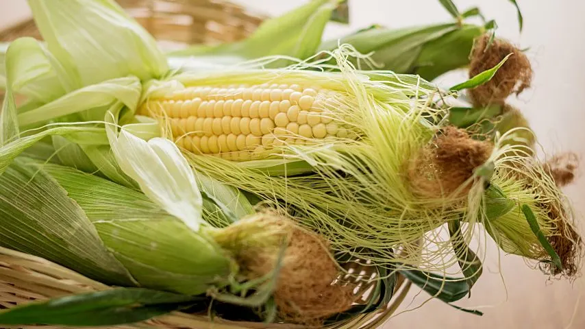Sweet corn provide good wind insulation when you plant them in rows, making them one of the best companion plants for mint