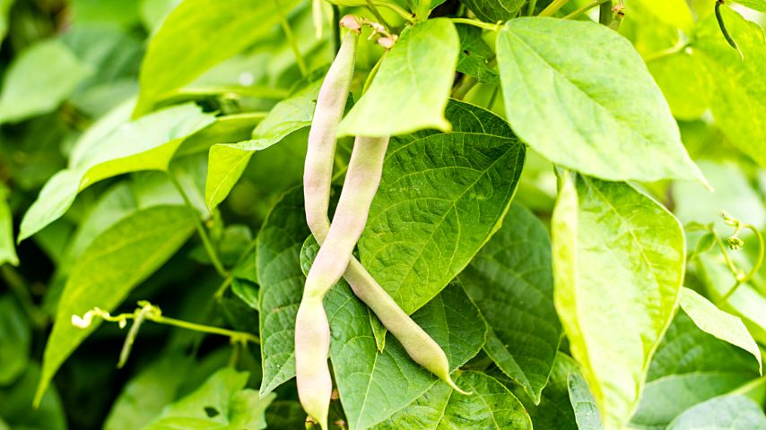 Though beans can grow within 2 months after you plant them, you shouldn't plant them early to avoid them rotting in the cold if you're making it a companion plant for mint