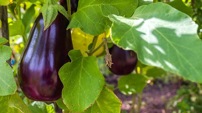 To ensure optimal growth for your eggplant when planting it as a companion plant for mint, make sure the soil is well-drained and is found in a sunny location
