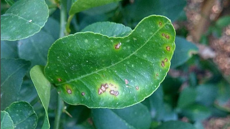 The citrus canker leaves orange to yellow lesions on the lemon tree's leaves, fruits, and twigs