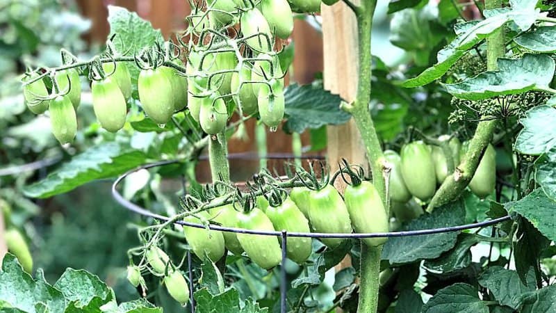Though determinate tomatoes don't grow as tall as their indeterminate peers, they still need plant supports and fences to prevent them from falling over