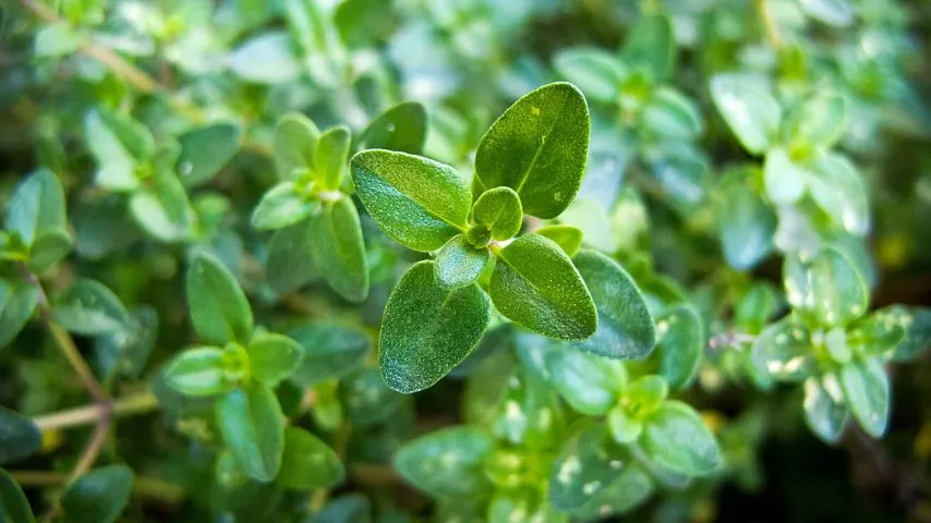 Thyme is another companion plant you can grow with sage as they both require little water to grow