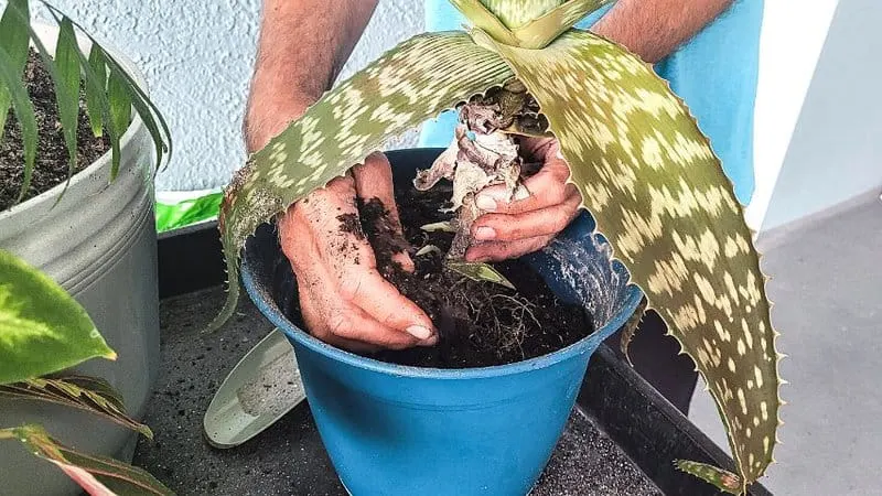 Transfer your underwatered aloe vera plant to a bigger pot that allows the plant to house water and spread its roots