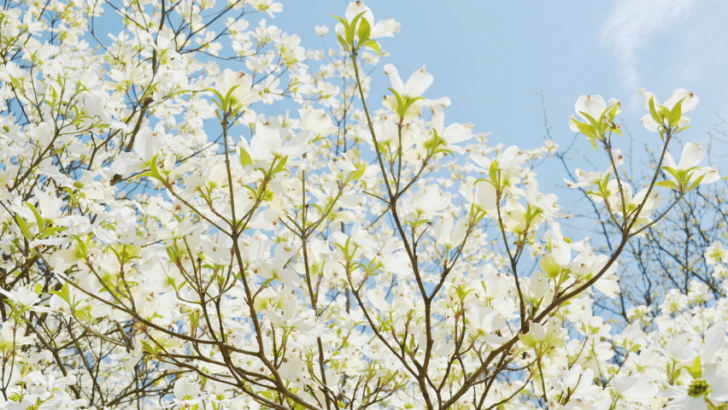 30 Greatest Trees, Shrubs, and Plants With White Flowers