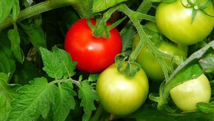 What Are Determinate Tomatoes? Best Answer
