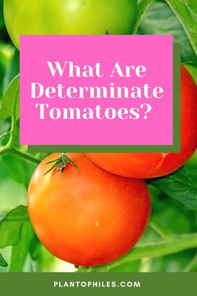 What Are Determinate Tomatoes? Best Answer 1