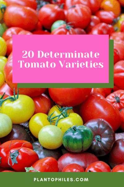 20 Determinate Tomato Varieties - Best List 1