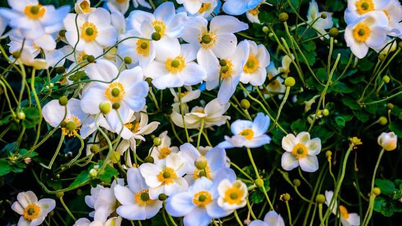 30 Greatest Trees, Shrubs, and Plants With White Flowers 28