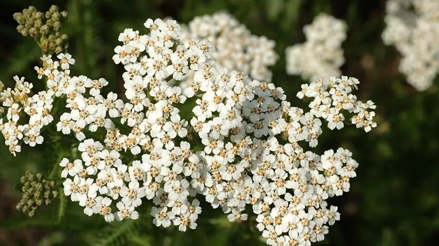 Yarrow is a good companion plant for sage as it enhances its growth and keeps pests away