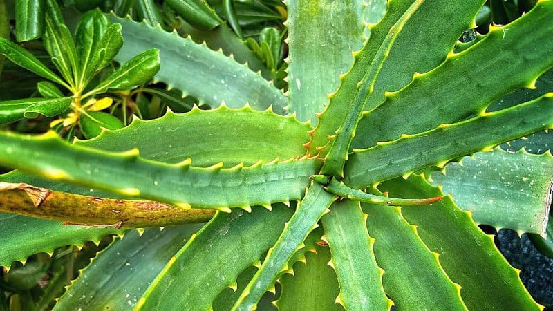 Yellowing of the aloe vera leaves is one of the signs that it is underwatered