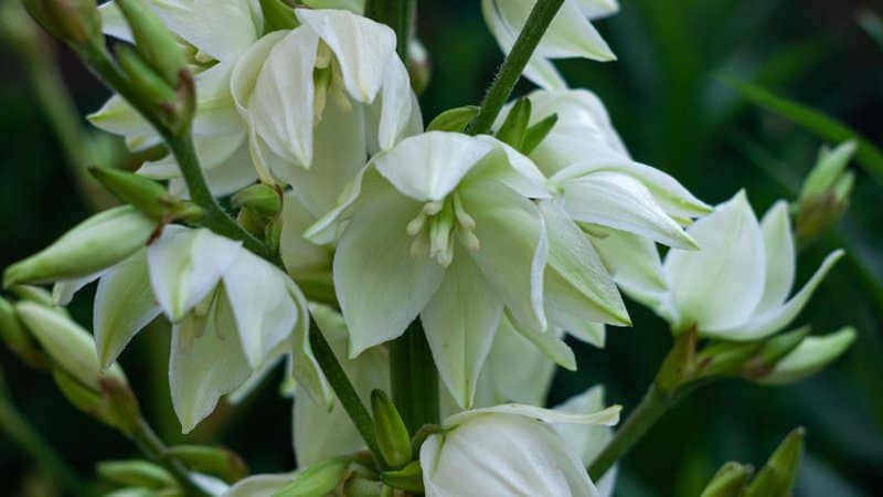 30 Greatest Trees, Shrubs, and Plants With White Flowers 17