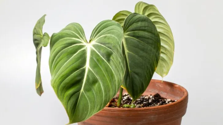 Philodendron gloriosum grow best in a long narrow planter. As long as they are small a round planter will do
