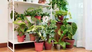 Philodendron Gloriosum Care - #1 Best Guide