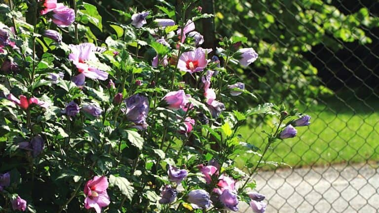 Bumps On Hibiscus Leaves — Identification & Treatment