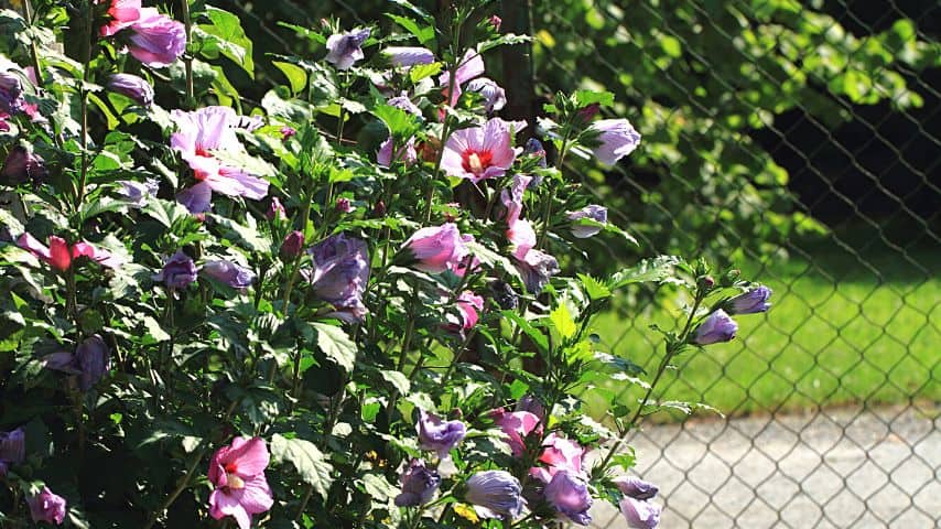 Avoid crowding your hibiscus plants for them to have enough room to dry their leaves after a watering session or rain