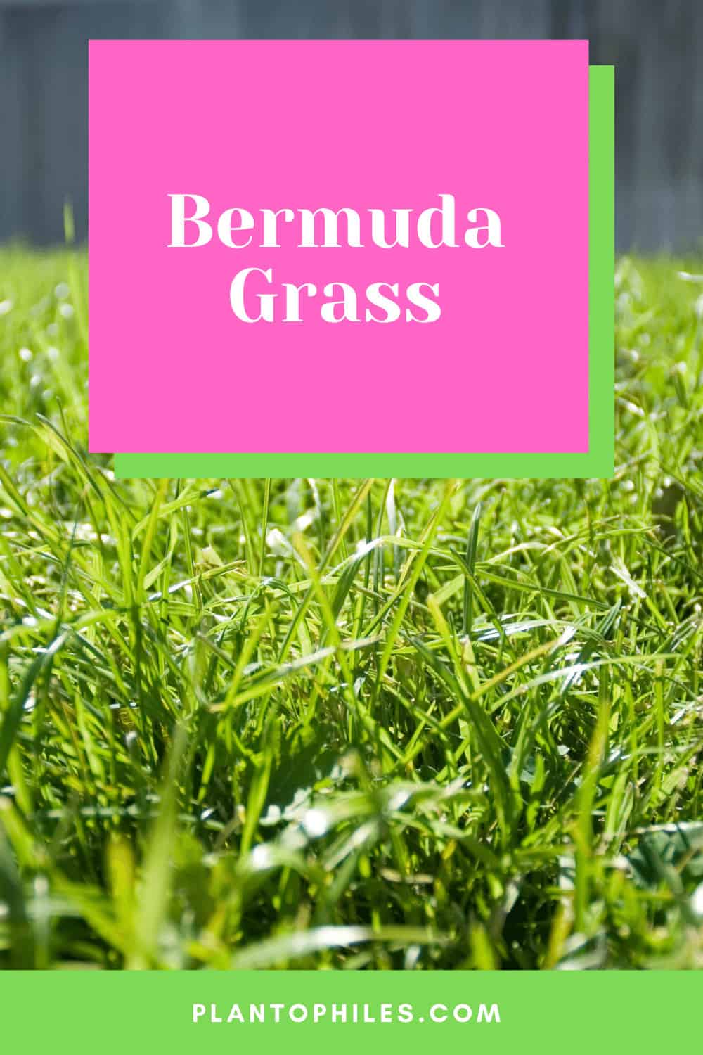 Bermuda Grass Important Facts To Know In 2024