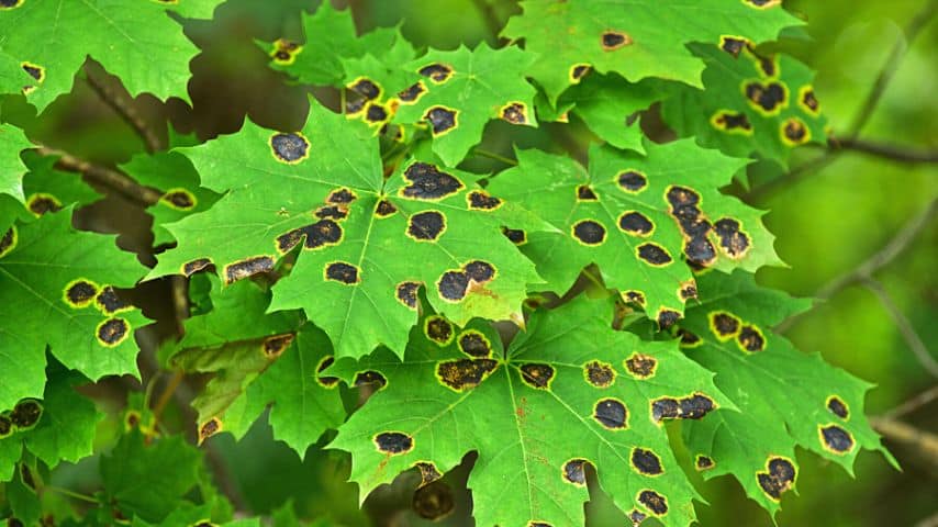 Black spot fungus, similar to what happened on this maple tree leaf, can lead to formation of slightly raised round bumps 