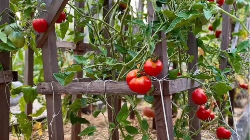20 Best Indeterminate Tomato Varieties 12