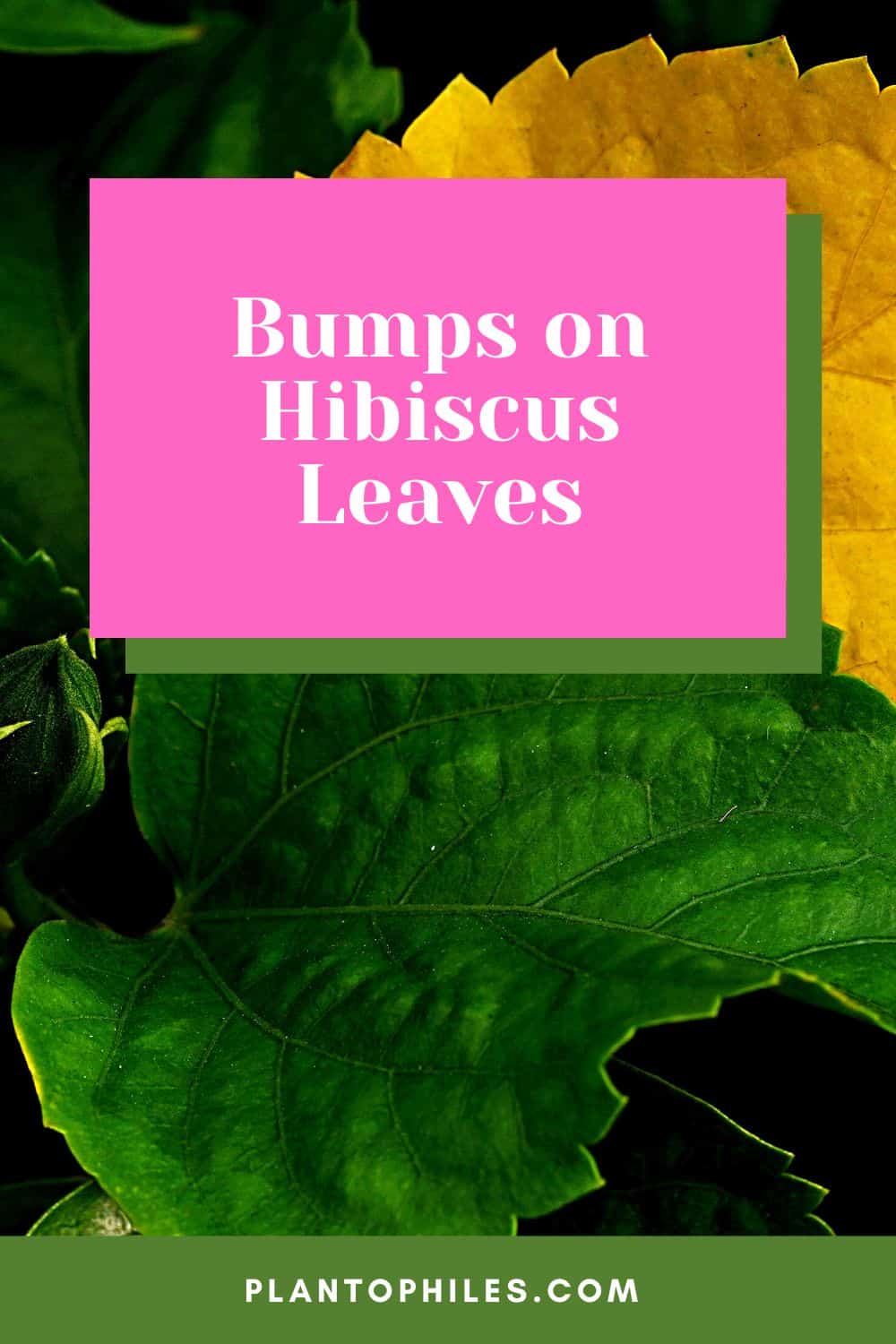 Bumps on Hibiscus Leaves