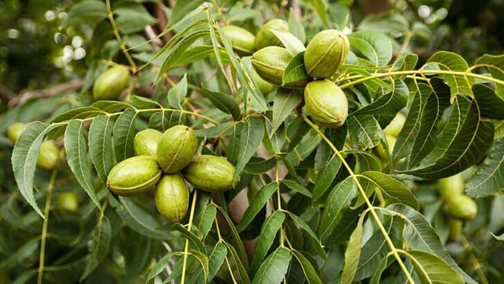 Bumps on Leaves of Pecan Trees — Truth Revealed!