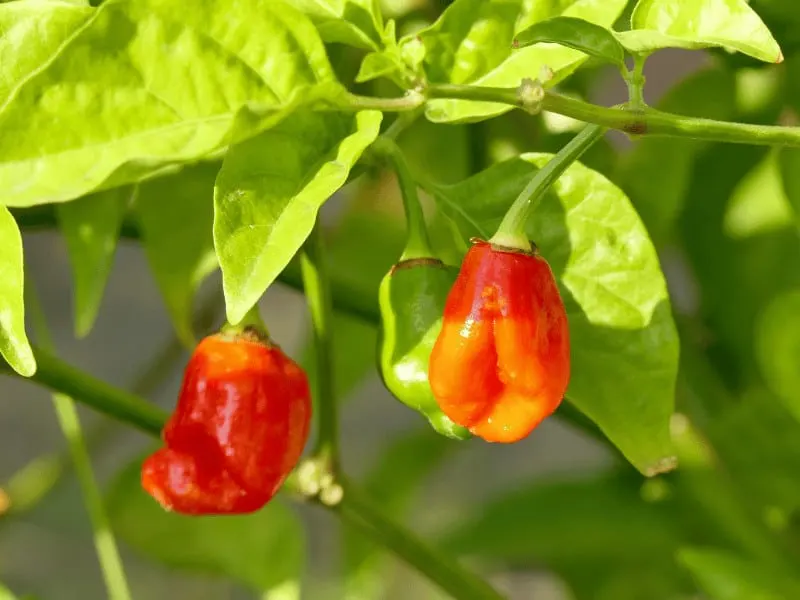 Dragons Breath Peppers