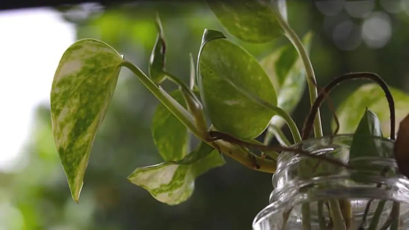 Droopy, brown, and wilted leaves on your Pothos plant is a clear sign that it is underwatered