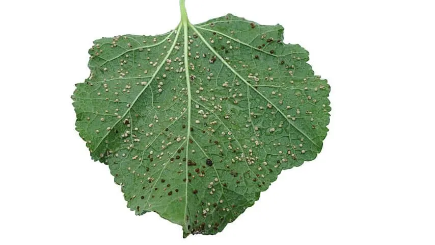 Hollyhock rust appear as rust spots on your hibiscus leaves like what happened to this Alcea rosea leaf