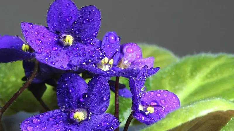 You should stick to a watering schedule and not alter it if you want to make sure your African Violet grows healthy