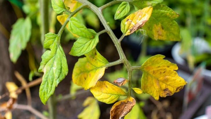 Underwatered Tomatoes - 5 Best Signs To Watch Out For!