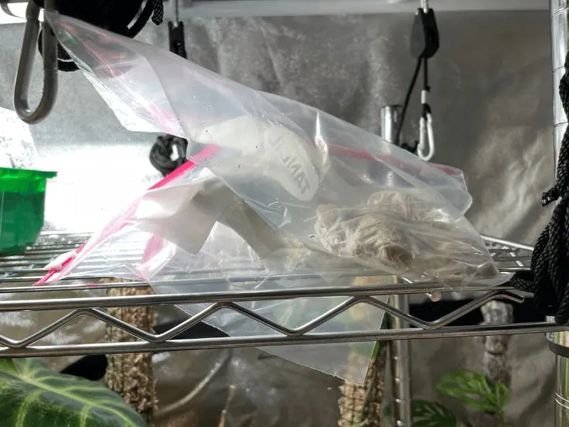 Move the zip lock bag to a warm and humid location
