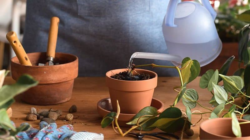 Reduce the time between watering sessions for your pothos plant, but make sure to not overwater it