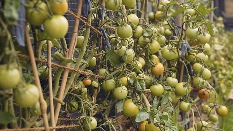 20 Determinate Tomato Varieties - Best List 2