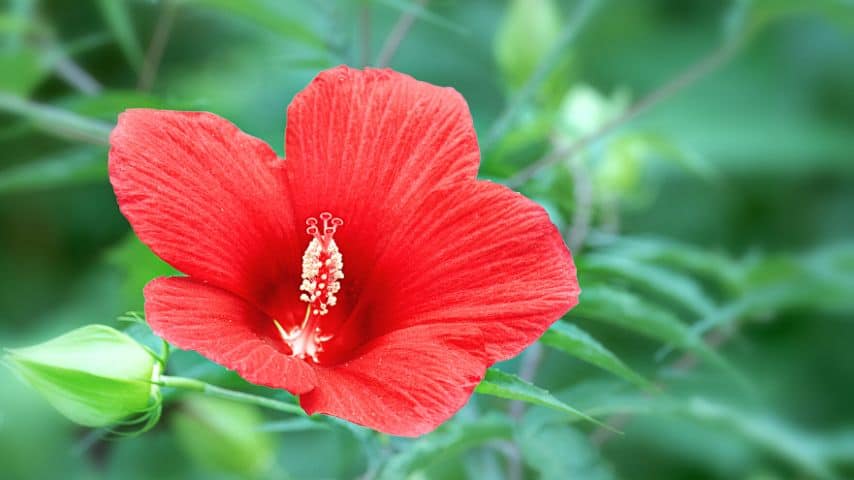 The Chinese red variety of hibiscus is more prone to be infested by the erineum mites 