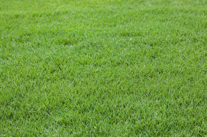 This grass is very tough and suited for highly trafficked areas.