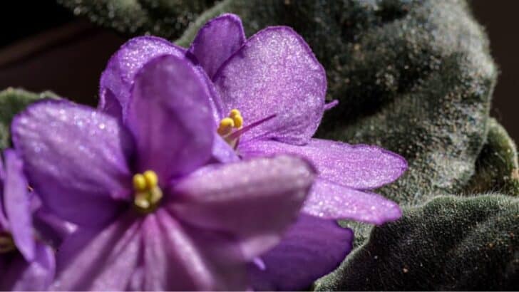 Underwatered African Violet — 5 Warning Signs and Remedies