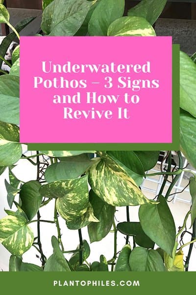 Underwatered Pothos – 3 Signs and How to Revive It