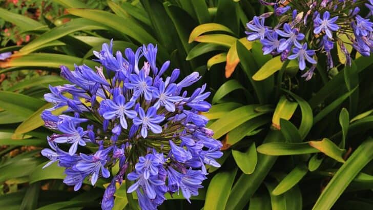 Agapanthus Plants Turning Yellow — 5 Reasons and Remedies
