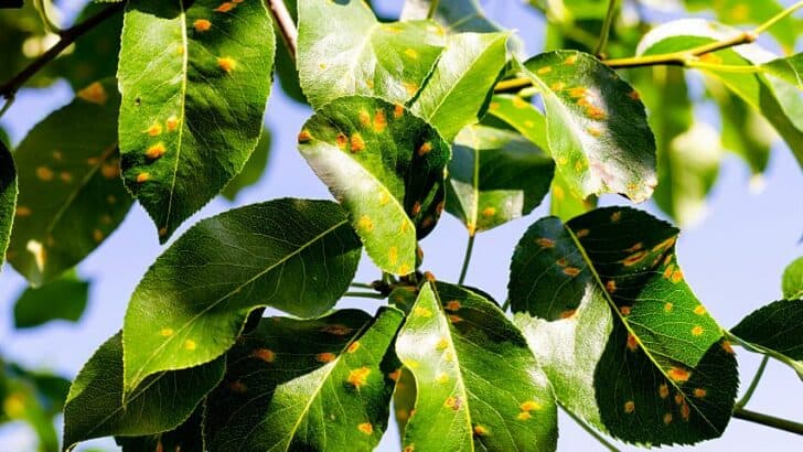 Bumps on the Leaves of Pear Trees — Reasons and Remedies