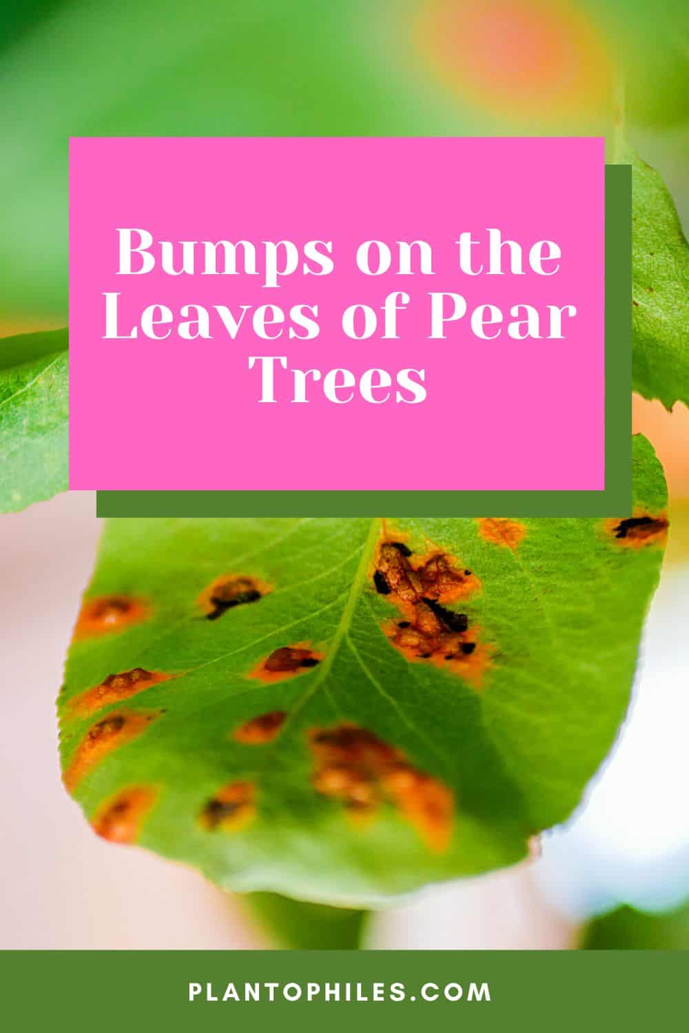 Bumps on the Leaves of Pear Trees